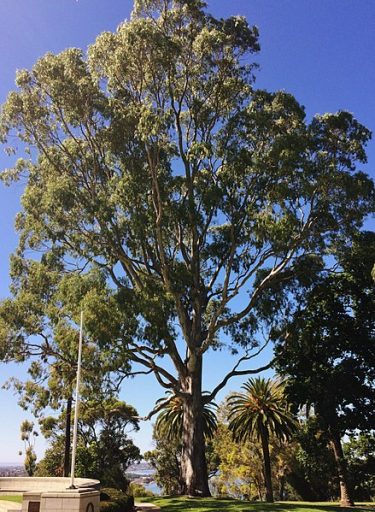 Eucalyptus Camaldulensis
