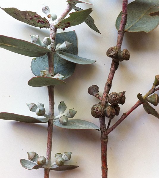Eucalyptus Cinerea Frutos