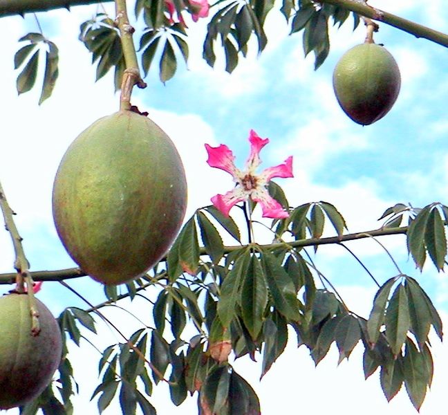 fruto de chorisia speciosa