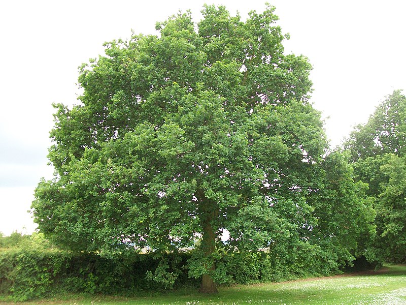 ᐈ Quercus Robur 【 Árboles Exóticos 】