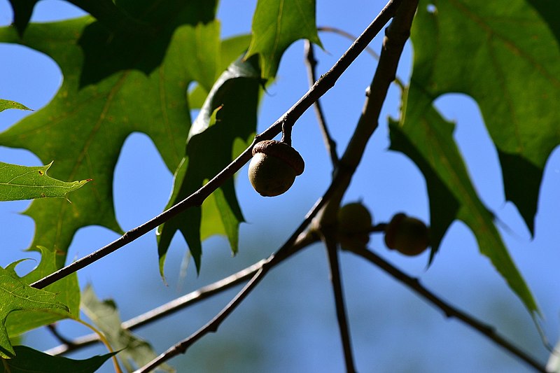 Quercus Rubra hojas y frutos