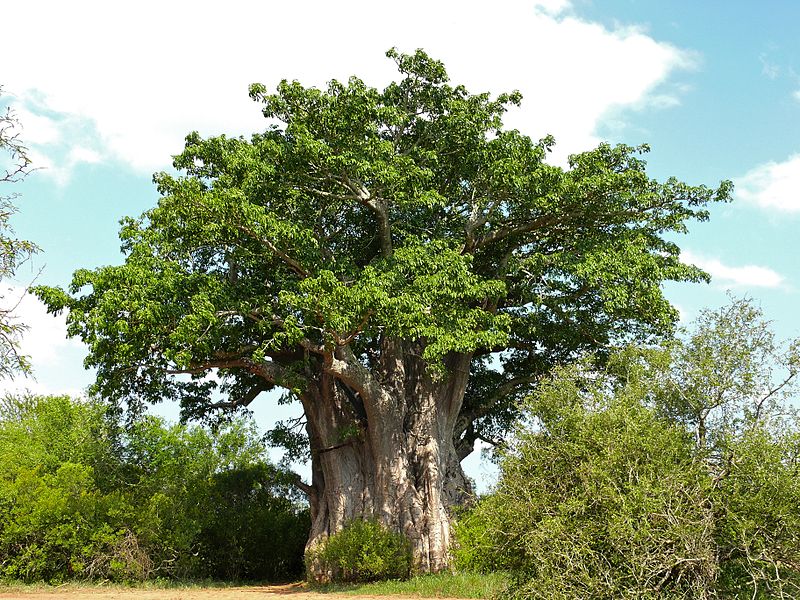 baobab africano