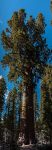 Sequoia National Park General Sherman Tree United States California