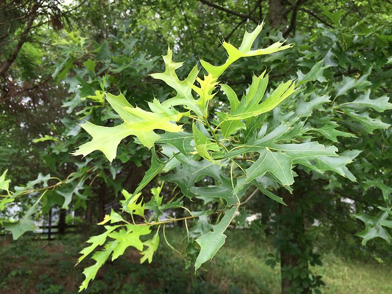 Quercus palustris hojas jovenes verdes