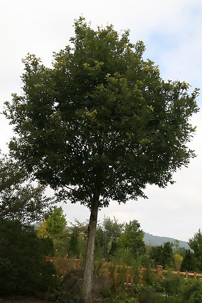 Quercus alba crecimeinto