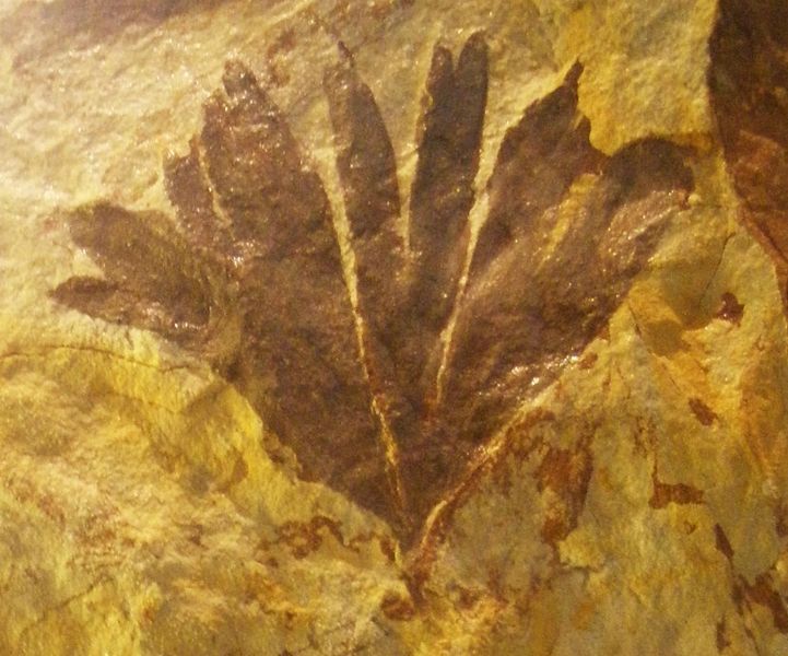 Ginkgo fosil