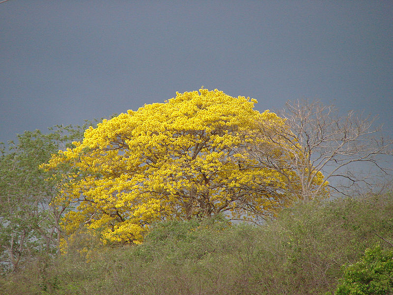 Guayacán Amarillo