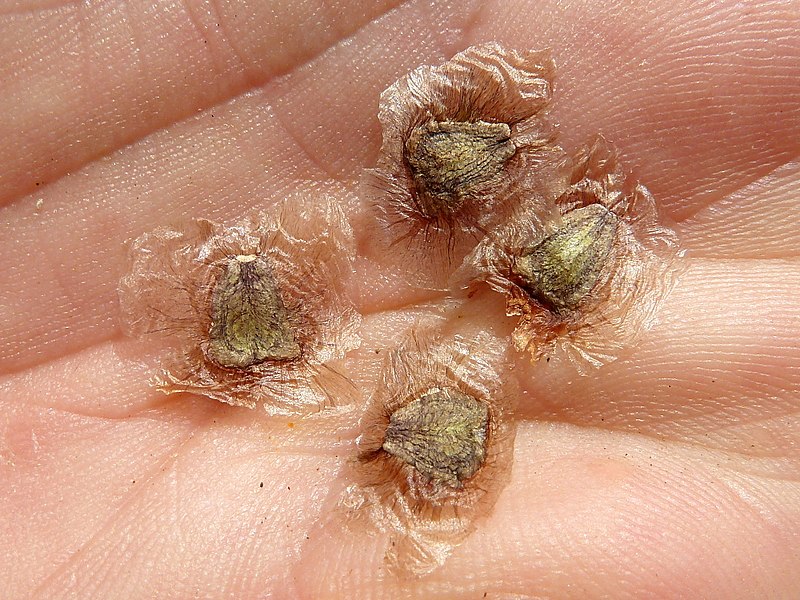 semillas de jacaranda