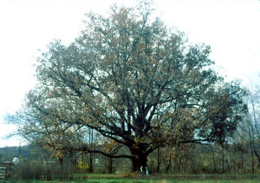 Quercus_alba