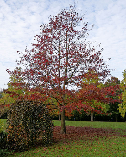 Quercus_palustris