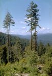 Redwood_National_Park